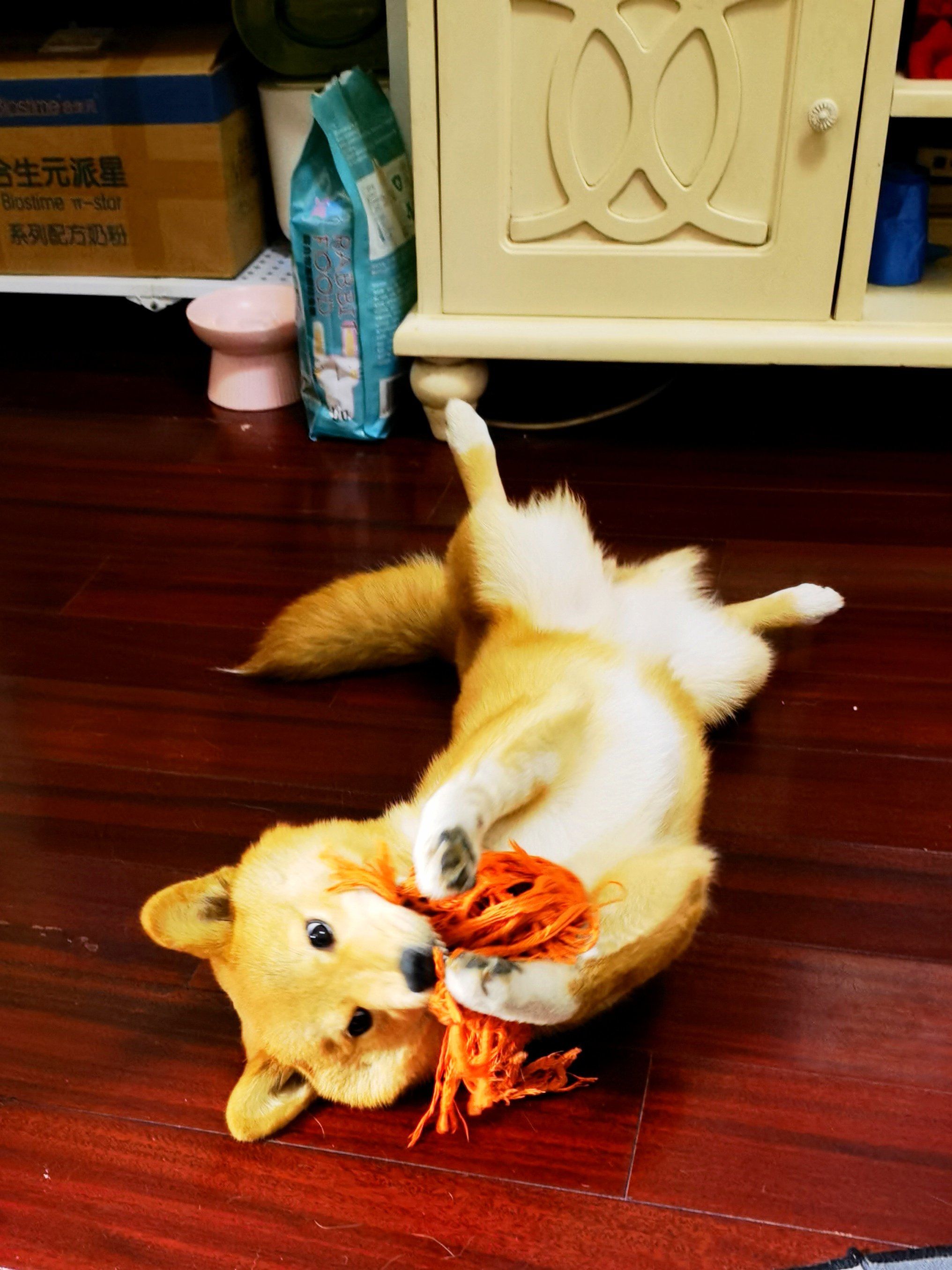 这也太可爱了吧 柯基串串