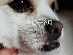 -乐派堂宠物医院·猫友好· 心脏科(东街店)