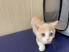 -中农大我爱我爱24h动物医院·中医针灸·猫专科·骨科医疗中心(双井店)