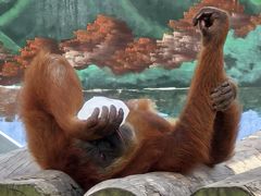 -西霞口神雕山野生动物世界