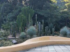-深圳仙湖植物园
