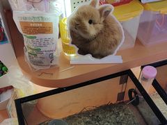 -可爱抓 COCO  GOTCHA(天津鹏欣水游城店)