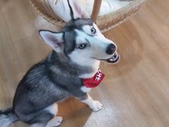 -Husky Go! 哈士奇体验馆·宠物咖啡厅狗咖