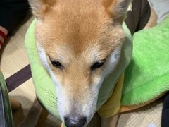 -逗柴咖啡屋·狗咖猫咖宠物桌游