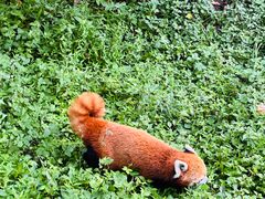 -都江堰中华大熊猫苑
