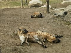 -北京野生动物园