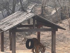 -石家庄市动物园