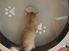 -momokira米努特·德文卷毛猫·棉花面纱犬
