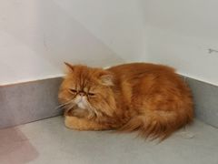 -Heymao猫咖.咖啡厅(东门店)