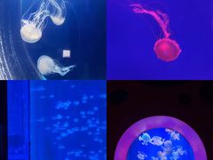 -海合安武汉极地海洋公园
