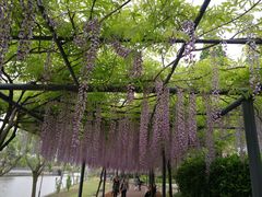 -嘉定紫藤园
