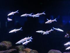 -重庆欢乐海底世界