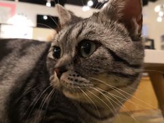 店员-喵匠猫主题咖啡(凯德和平广场店)