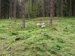 -硗碛藏寨·神木垒景区
