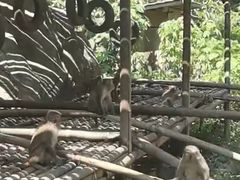 -西双版纳原始森林公园
