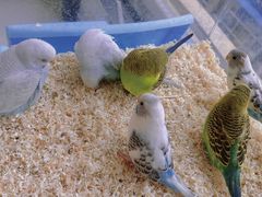 -怪兽屋·羊驼·猫咖·狗咖(俊华广场店)