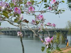 -松山湖梦幻百花洲