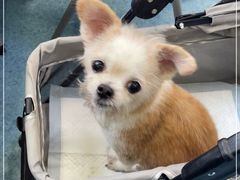 -北京赛佳动物医院