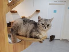 -Heymao猫咖.咖啡厅(东门店)
