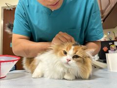 -美联众合动物医院·24h转诊中心