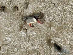 -北海金海湾红树林生态旅游区