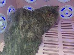 -八公叔叔宠物美容连锁(春申店)