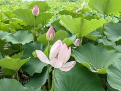 -莲花池公园