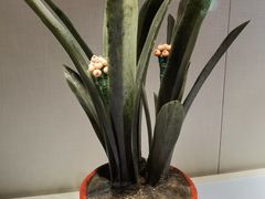 -故宫钟表馆