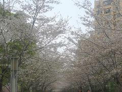 -高东镇樱花园