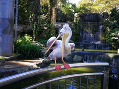 -吉隆坡雀鸟公园