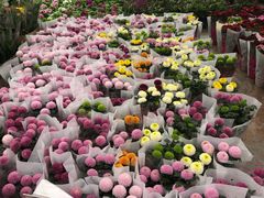 -龙大花卉苗木市场