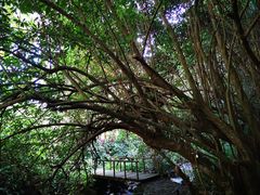 -莫里热带雨林景区