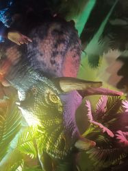 -恐龙探索乐园(磁器口店)