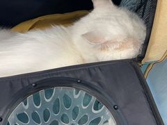 -纳吉亚猫专科动物诊疗中心(蒋宅口分院)
