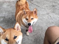 -柴犬高等学院·狗咖·柴犬售卖·宠物训练