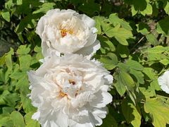 -狼山风景名胜区