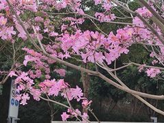 -深圳湾公园(南山区)