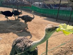 -西霞口神雕山野生动物世界