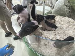 -大连圣亚海洋世界