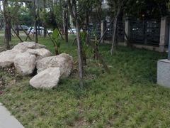 -神仙树公园