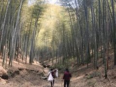 -宁波浙东大竹海景区