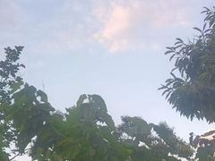 -鱼子山桑葚生态采摘园