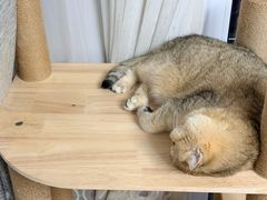 -联合动物医院(光谷诊疗中心)