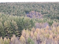 -塞罕坝国家级自然保护区