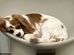 -有喵·猫咖·狗咖·40+猫狗有小奶狗(岗厦店)