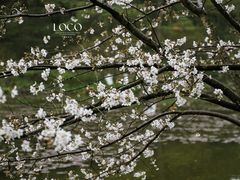 -杭州植物园