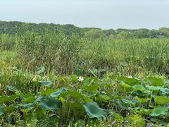 -同里国家湿地公园
