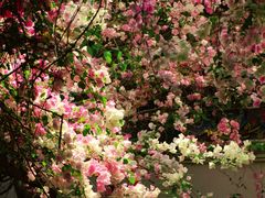 -深圳国际园林花卉博览园