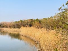 -上海吴淞炮台湾国家湿地公园