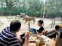 -上海野生动物园老虎餐厅